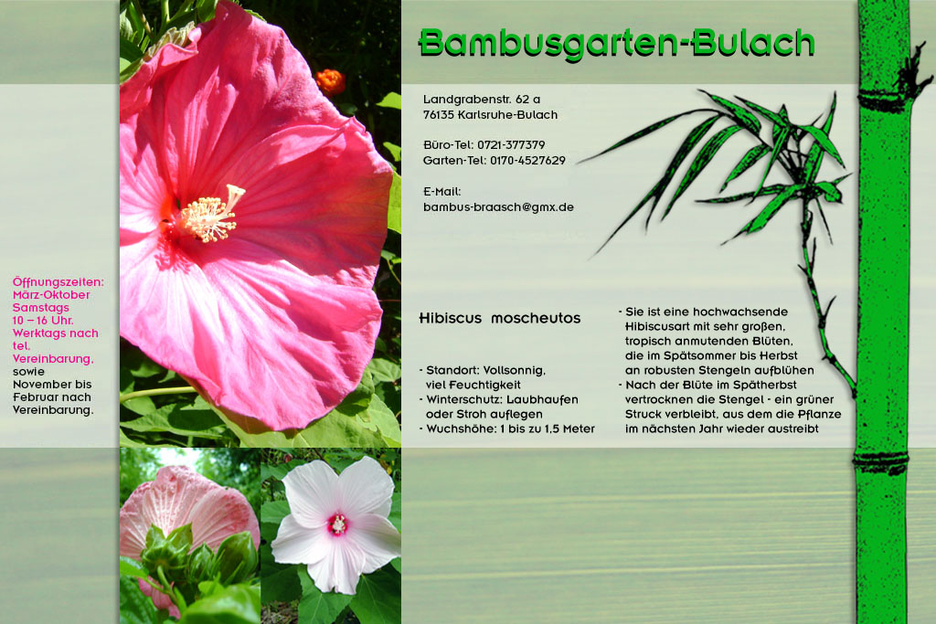Hibiscus moscheutos Staudenhibiscus in Rosa im Bambusgarten-Bulach in Karlsruhe ::: Stefan Braasch, Landgrabenstr. 62, 76135 Karlsruhe Stadteil Bulach ::: Tel. 0170-4527629