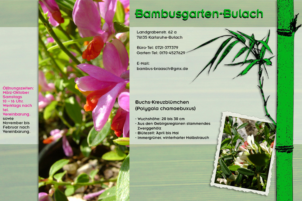 Buchs-Kreuzbl&uuml;mchen - Polygala chamaebuxus im Bambusgarten-Bulach in Karlsruhe ::: Bambus ::: Stefan Braasch, Landgrabenstr. 62, 76135 Karlsruhe Stadteil Bulach ::: Tel. 0170-4527629