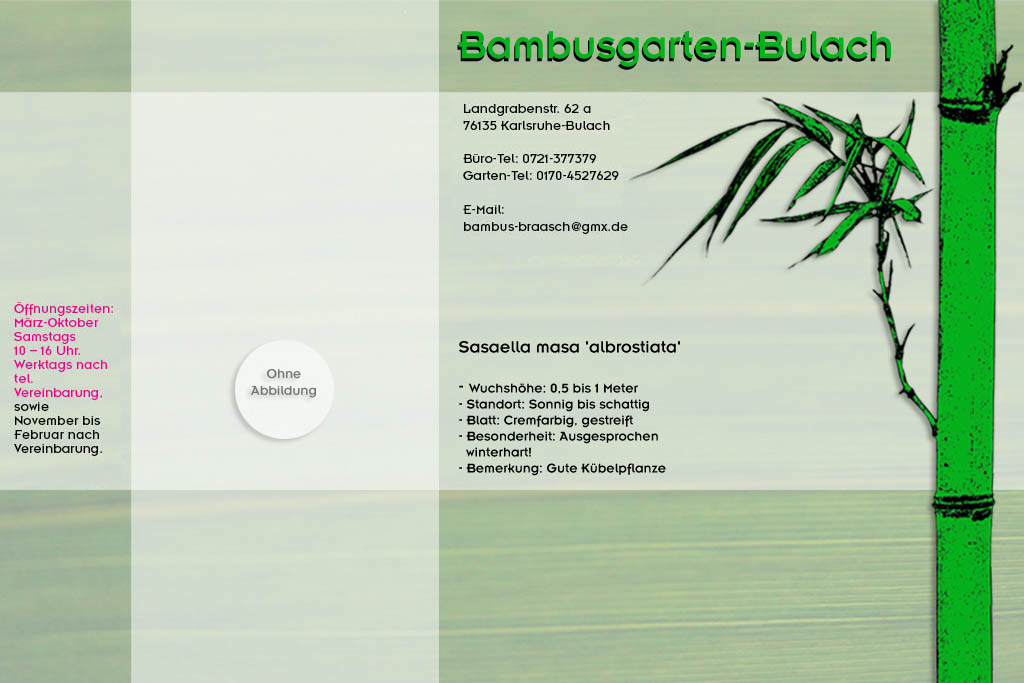 Sasaella albostriata im Bambusgarten-Bulach in Karlsruhe ::: Bambus ::: Stefan Braasch, Landgrabenstr. 62, 76135 Karlsruhe Stadteil Bulach ::: Tel. 0170-4527629