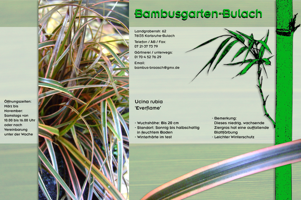 Gras Ucina rubia everflame im Bambusgarten-Bulach in Karlsruhe::: Bambus ::: Stefan Braasch, Landgrabenstr. 62, 76135 Karlsruhe Stadteil Bulach ::: Tel. 0170-4527629 