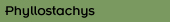 Phyllostachys