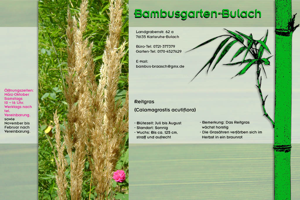 Reitgras Calamagrostis acutiflora im Bambusgarten-Bulach in Karlsruhe ::: Stefan Braasch, Landgrabenstr. 62, 76135 Karlsruhe Stadteil Bulach ::: Tel. 0170-4527629