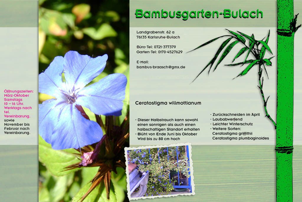 Ceratostigma willmottianum im Bambusgarten-Bulach in Karlsruhe ::: Stefan Braasch, Landgrabenstr. 62, 76135 Karlsruhe Stadteil Bulach ::: Tel. 0170-4527629