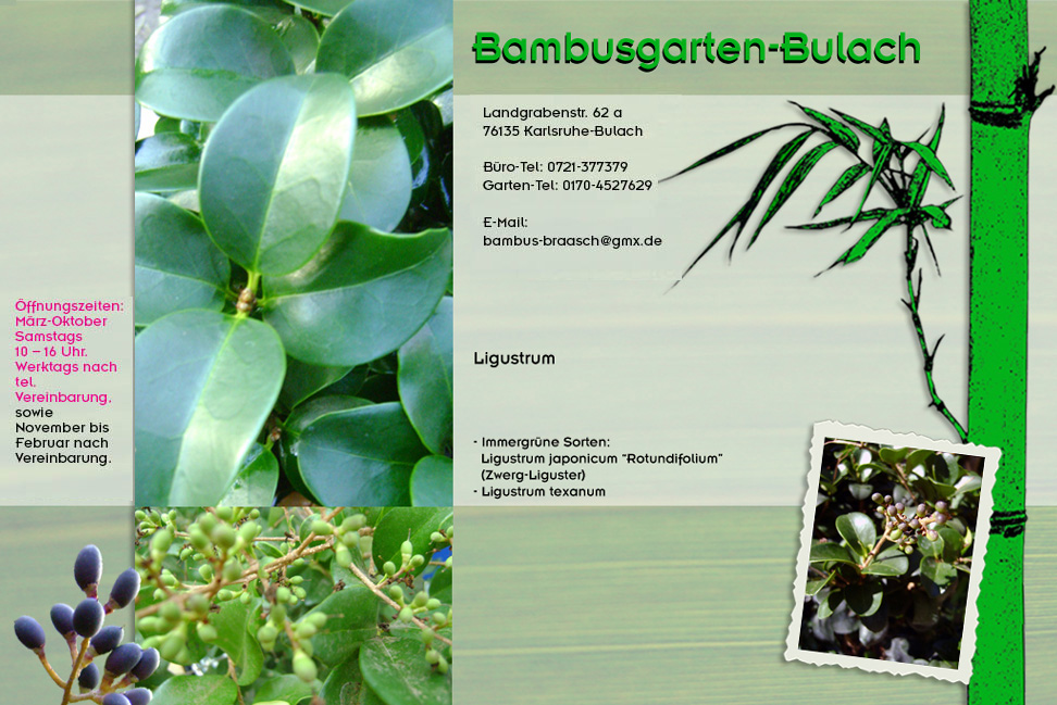 Ligustrum ovalfolium Aureum im Bambusgarten-Bulach in Karlsruhe ::: Bambus ::: Stefan Braasch, Landgrabenstr. 62, 76135 Karlsruhe Stadteil Bulach ::: Tel. 0170-4527629