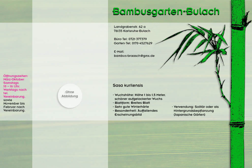 Sasa kurilensis im Bambusgarten-Bulach in Karlsruhe