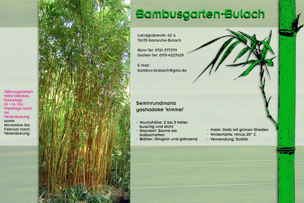 Seminrundinaria yashadake kimmei im Bambusgarten-Bulach in Karlsruhe::: Bambus ::: Stefan Braasch, Landgrabenstr. 62, 76135 Karlsruhe Stadteil Bulach ::: Tel. 0170-4527629 