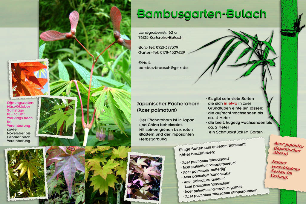 Der Ahornbaum als nat&uuml;rliches Gartengestaltungselement bei Bambusgarten-Bulach in Karlsruhe ::: Stefan Braasch, Landgrabenstr. 62, 76135 Karlsruhe Stadteil Bulach ::: Tel. 0170-4527629