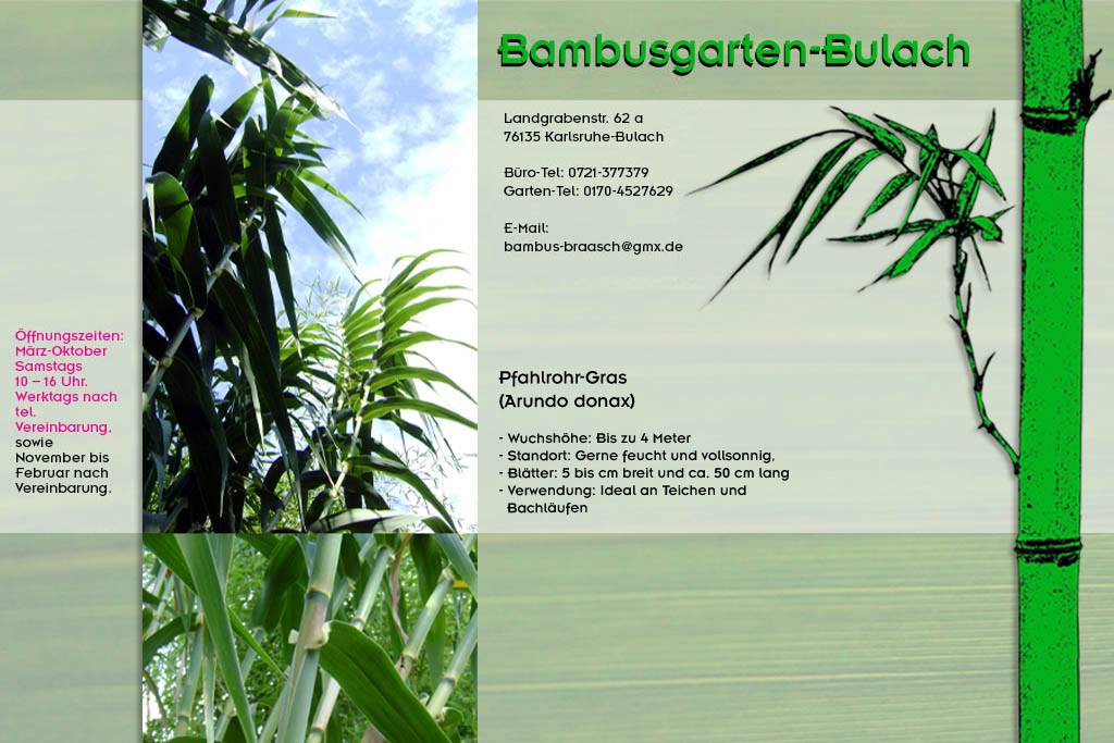 Pfahlrohrgras Arundo donax im Bambusgarten-Bulach in Karlsruhe ::: Stefan Braasch, Landgrabenstr. 62, 76135 Karlsruhe Stadteil Bulach ::: Tel. 0170-4527629