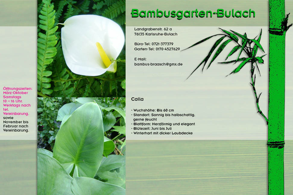 Callapflanze Calla im Bambusgarten-Bulach in Karlsruhe ::: Stefan Braasch, Landgrabenstr. 62, 76135 Karlsruhe Stadteil Bulach ::: Tel. 0170-4527629