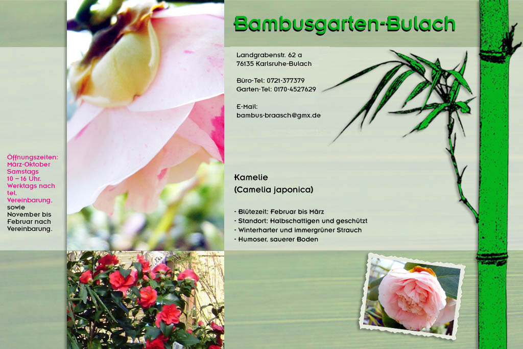 Kamelie Camelia japonica im Bambusgarten-Bulach in Karlsruhe ::: Stefan Braasch, Landgrabenstr. 62, 76135 Karlsruhe Stadteil Bulach ::: Tel. 0170-4527629