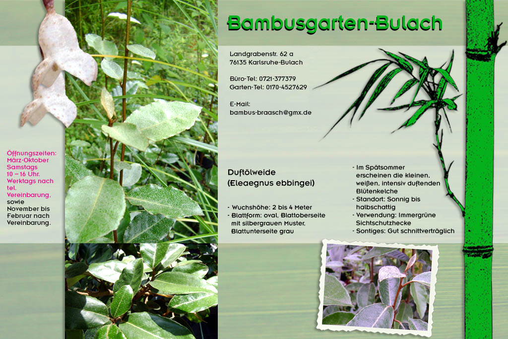 Duft&ouml;lweide Eleaegnus ebbingei im Bambusgarten-Bulach in Karlsruhe ::: Stefan Braasch, Landgrabenstr. 62, 76135 Karlsruhe Stadteil Bulach ::: Tel. 0170-4527629