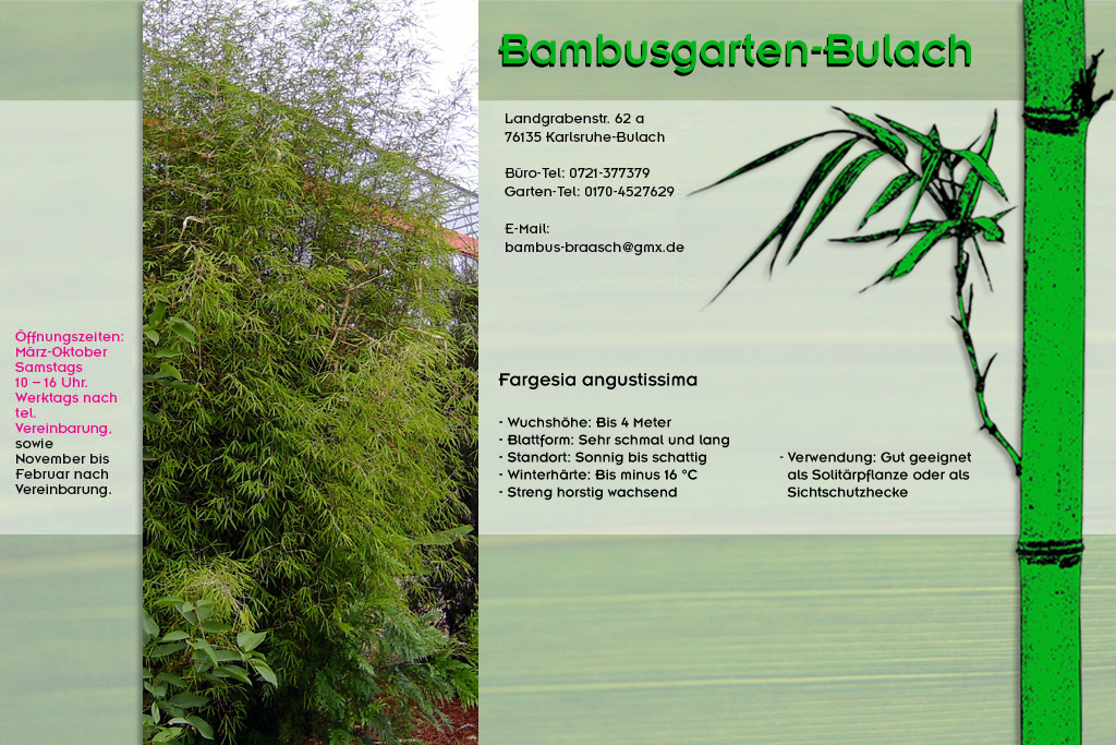 Fargesia augustissima im Bambusgarten-Bulach in Karlsruhe ::: Stefan Braasch, Landgrabenstr. 62, 76135 Karlsruhe Stadteil Bulach ::: Tel. 0170-4527629