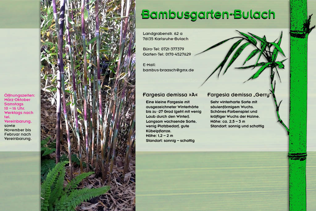 Fargesia demissa beim Bambusgarten-Bulach in Karlsruhe ::: Stefan Braasch, Landgrabenstr. 62, 76135 Karlsruhe Stadteil Bulach ::: Tel. 0170-4527629