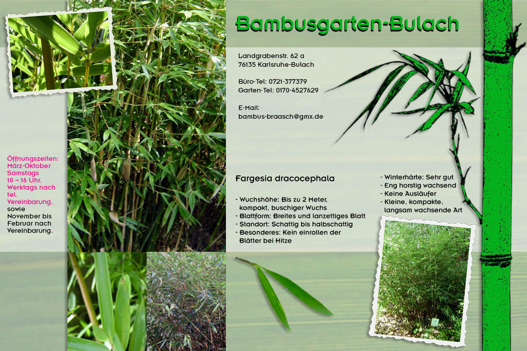 fargesia dracocehphala im Bambusgarten-Bulach in Karlsruhe ::: Stefan Braasch, Landgrabenstr. 62, 76135 Karlsruhe Stadteil Bulach ::: Tel. 0170-4527629