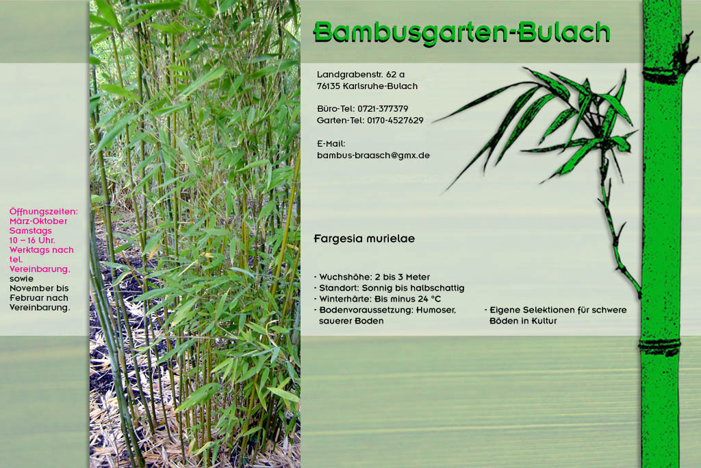 Fargesia mueilae im Bambusgarten-Bulach in Karlsruhe ::: Stefan Braasch, Landgrabenstr. 62, 76135 Karlsruhe Stadteil Bulach ::: Tel. 0170-4527629