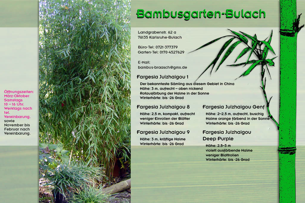fargesia juizhaigou 1 im Bambusgarten-Bulach in Karlsruhe ::: Stefan Braasch, Landgrabenstr. 62, 76135 Karlsruhe Stadteil Bulach ::: Tel. 0170-4527629