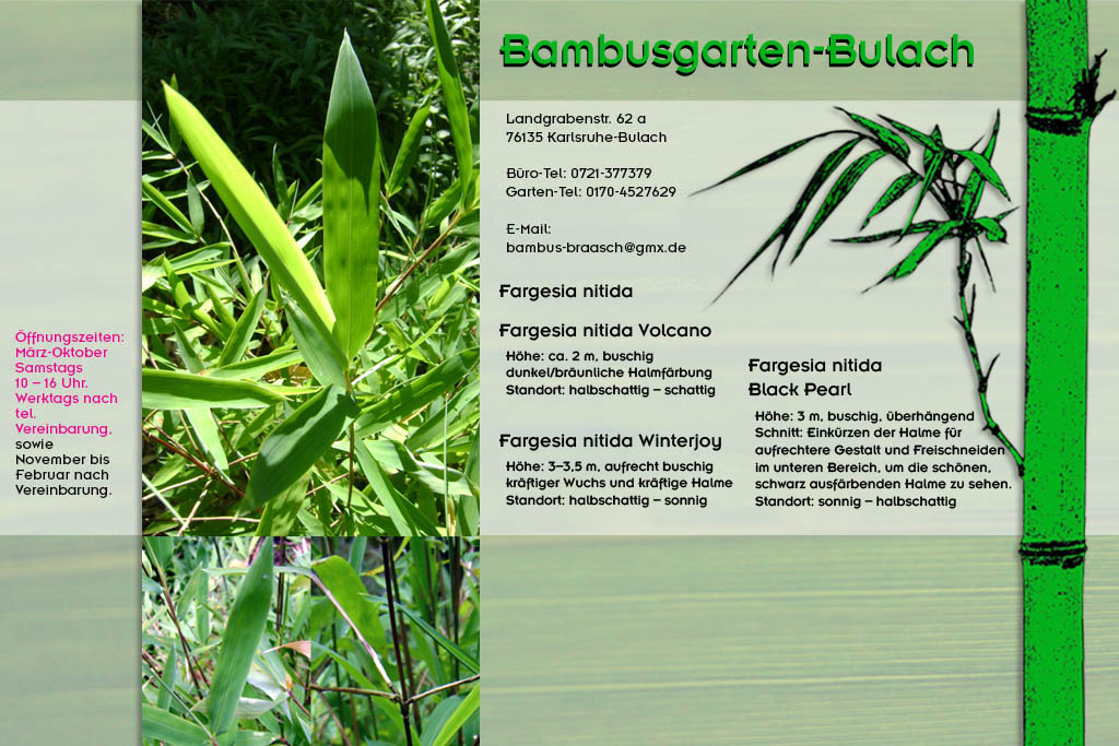 Fargesia nitida im Bambusgarten-Bulach in Karlsruhe ::: Stefan Braasch, Landgrabenstr. 62, 76135 Karlsruhe Stadteil Bulach ::: Tel. 0170-4527629