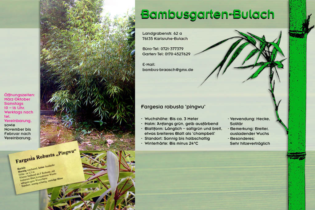 fargesia robusta pingwu im Bambusgarten-Bulach in Karlsruhe ::: Stefan Braasch, Landgrabenstr. 62, 76135 Karlsruhe Stadteil Bulach ::: Tel. 0170-4527629