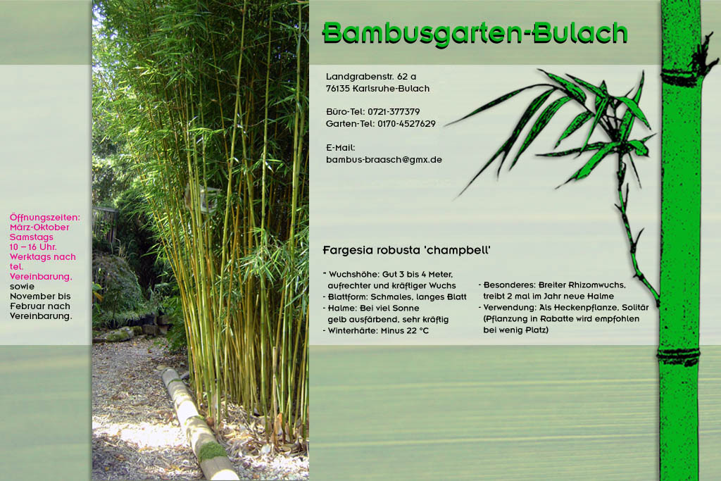 Fargesia robusta champbell im Bambusgarten-Bulach in Karlsruhe ::: Stefan Braasch, Landgrabenstr. 62, 76135 Karlsruhe Stadteil Bulach ::: Tel. 0170-4527629