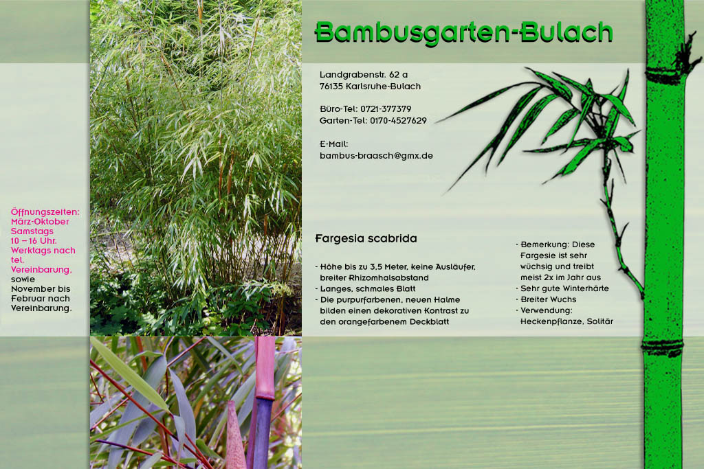 Fargesia scabrida im Bambusgarten-Bulach in Karlsruhe ::: Stefan Braasch, Landgrabenstr. 62, 76135 Karlsruhe Stadteil Bulach ::: Tel. 0170-4527629