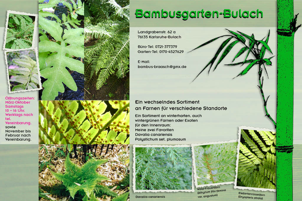 Farne allgemein im Bambusgarten-Bulach in Karlsruhe ::: Stefan Braasch, Landgrabenstr. 62, 76135 Karlsruhe Stadteil Bulach ::: Tel. 0170-4527629