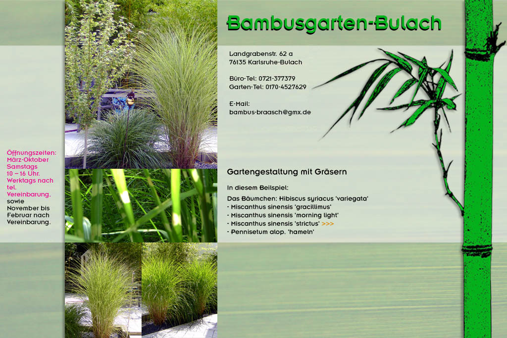 Allgemeine Gräser im Bambusgarten-Bulach in Karlsruhe ::: Stefan Braasch, Landgrabenstr. 62, 76135 Karlsruhe Stadteil Bulach ::: Tel. 0170-4527629