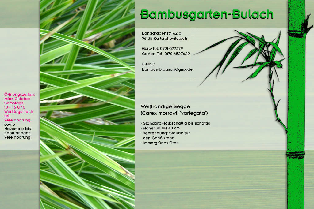 Wei&szlig;randige Segge Carex morrowii variegata im Bambusgarten-Bulach in Karlsruhe ::: Stefan Braasch, Landgrabenstr. 62, 76135 Karlsruhe Stadteil Bulach ::: Tel. 0170-4527629