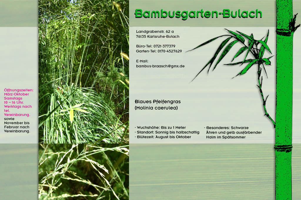 Gras Molinia caerulea im Bambusgarten-Bulach in Karlsruhe ::: Stefan Braasch, Landgrabenstr. 62, 76135 Karlsruhe Stadteil Bulach ::: Tel. 0170-4527629