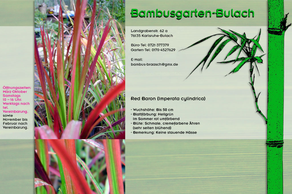 Gras Red Baron Imperata cylindrica im Bambusgarten-Bulach.de ::: Stefan Braasch, Landgrabenstr. 62, 76135 Karlsruhe Stadteil Bulach ::: Tel. 0170-4527629