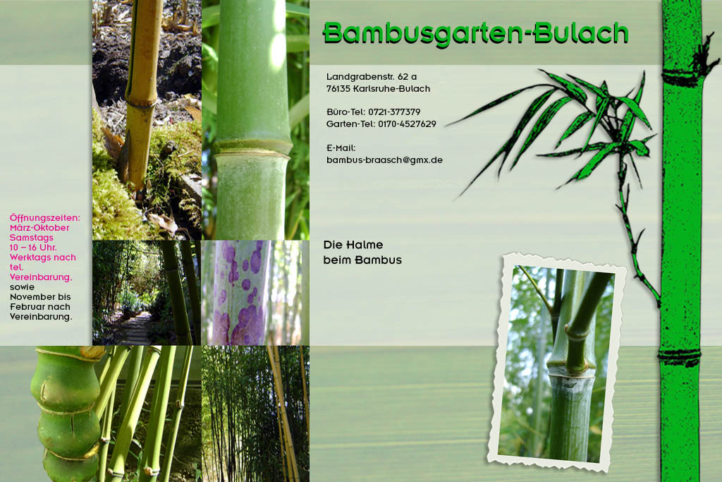 Allgemeine Bambushalmf&auml;rbung im Bambusgarten-Bulach in Karlsruhe ::: Stefan Braasch, Landgrabenstr. 62, 76135 Karlsruhe Stadteil Bulach ::: Tel. 0170-4527629