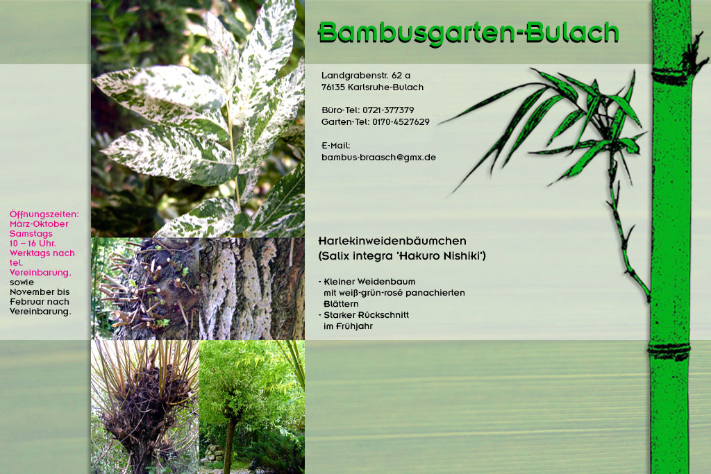 Harlekinweidenbaum im Bambusgarten-Bulach in Karlsruhe::: Bambus ::: Stefan Braasch, Landgrabenstr. 62, 76135 Karlsruhe Stadteil Bulach ::: Tel. 0170-4527629 