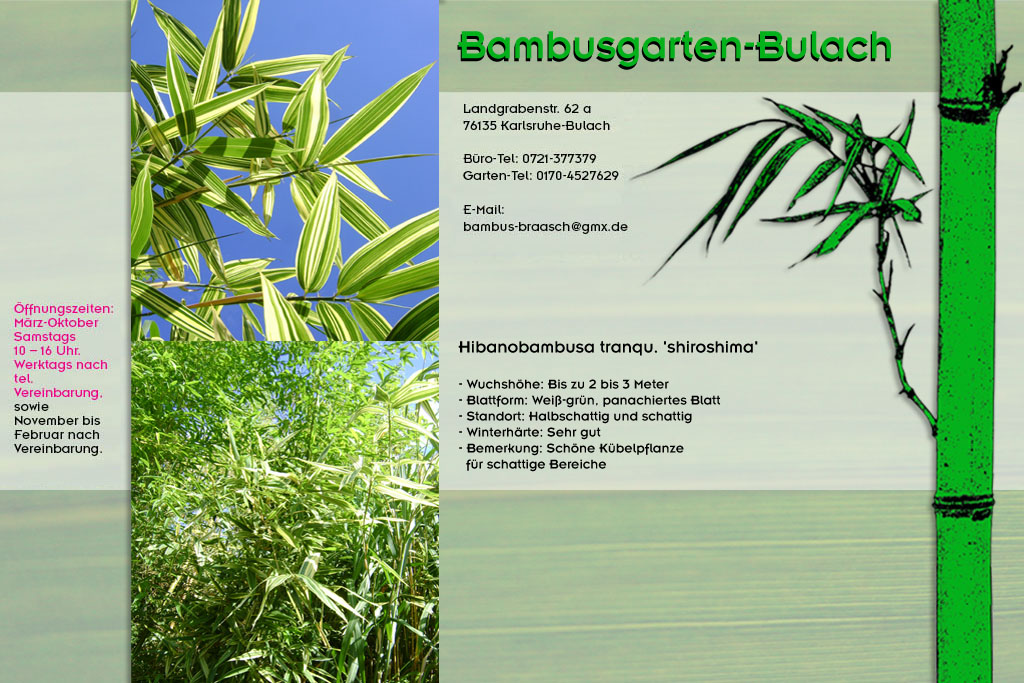 Hibanobambus tranquillans shirishima im Bambusgarten-Bulach in Karlsruhe ::: Stefan Braasch, Landgrabenstr. 62, 76135 Karlsruhe Stadteil Bulach ::: Tel. 0170-4527629