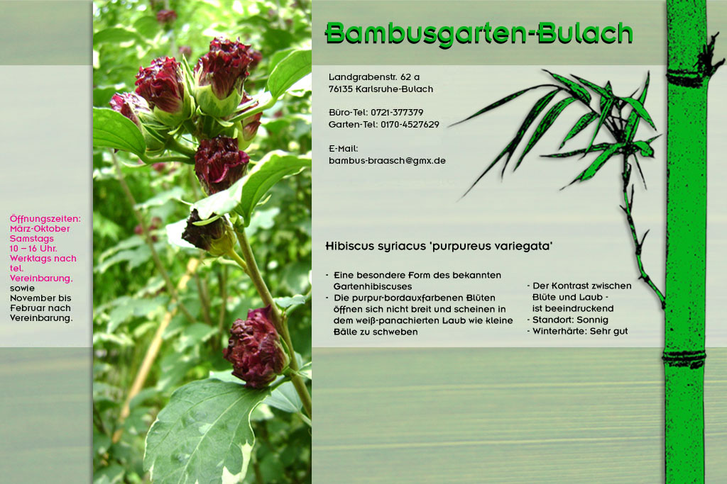 Hibiscus moscheutos Staudenhibiscus in Rosa im Bambusgarten-Bulach in Karlsruhe ::: Stefan Braasch, Landgrabenstr. 62, 76135 Karlsruhe Stadteil Bulach ::: Tel. 0170-4527629