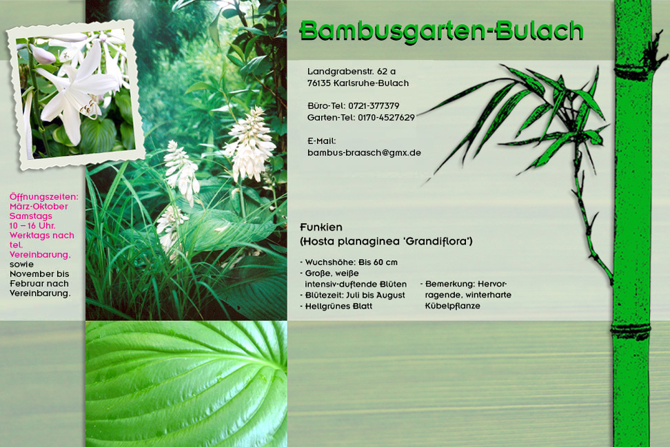 Hosta planaginea Grandiflora oder Funkien im Bambusgarten-Bulach in Karlsruhe ::: Stefan Braasch, Landgrabenstr. 62, 76135 Karlsruhe Stadteil Bulach ::: Tel. 0170-4527629