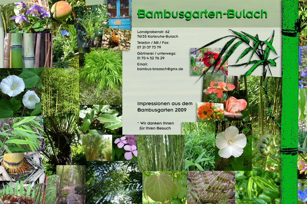 Fotogallerie von Carole Lafargue aus dem Bambusgarten-Bulach 2009 ::: Stefan Braasch, Landgrabenstr. 62, 76135 Karlsruhe Stadteil Bulach ::: Tel. 0170-4527629