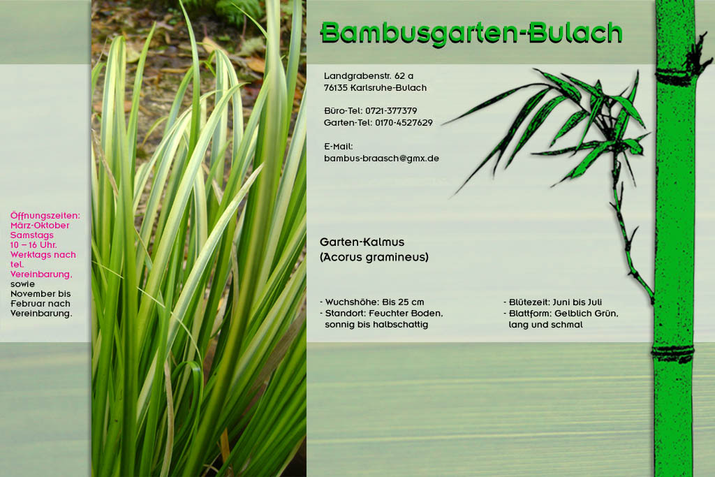 Kalmusstaude Acorus gramineus im Bambusgarten-Bulach in Karlsruhe ::: Stefan Braasch, Landgrabenstr. 62, 76135 Karlsruhe Stadteil Bulach ::: Tel. 0170-4527629