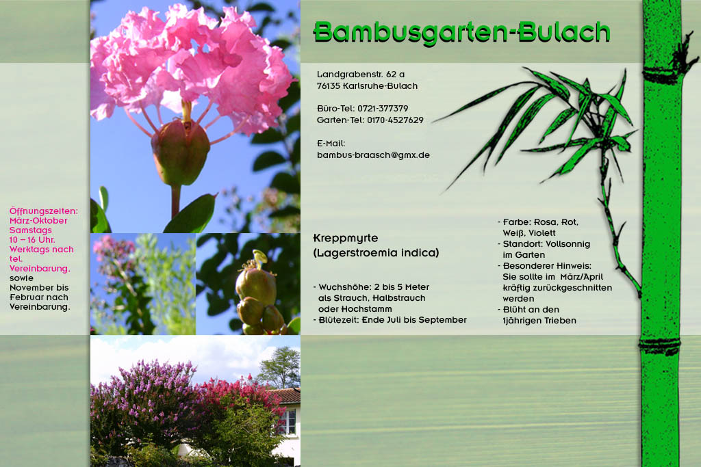Kreppmyrte Lagerstroemia indica im Bambusgarten-Bulach in Karlsruhe ::: Bambus ::: Stefan Braasch, Landgrabenstr. 62, 76135 Karlsruhe Stadteil Bulach ::: Tel. 0170-4527629