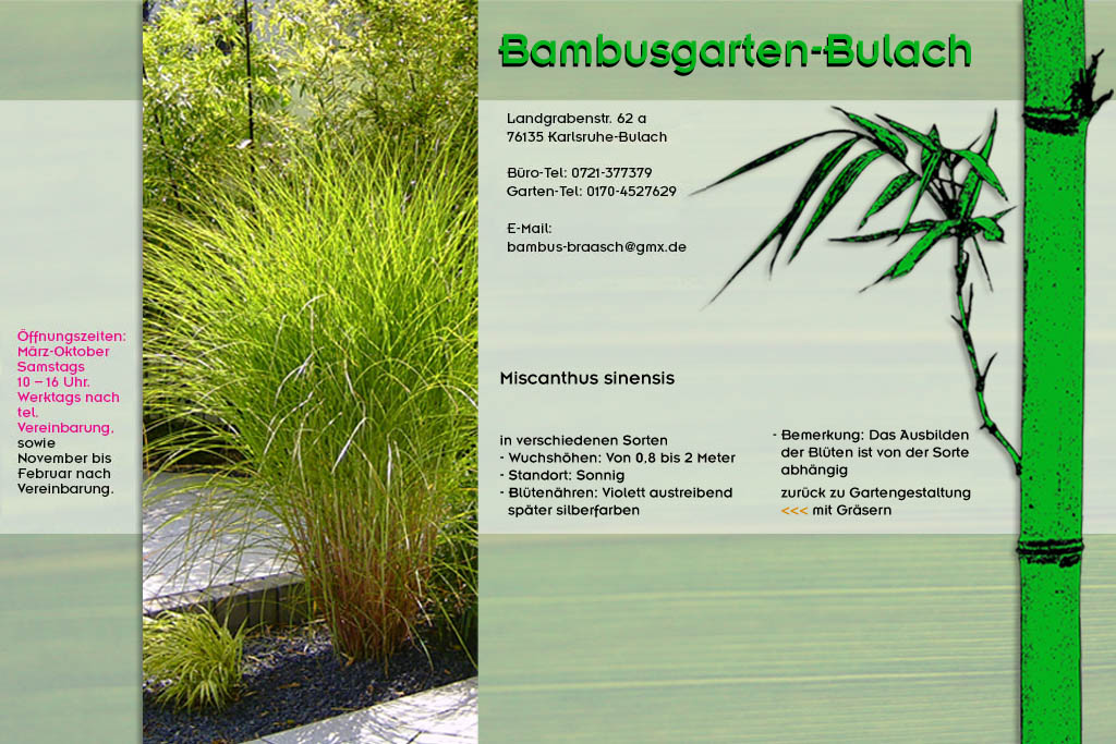 Hohes Gras Miscanthus sinensis im Bambusgarten-Bulach in Karlsruhe ::: Bambus ::: Stefan Braasch, Landgrabenstr. 62, 76135 Karlsruhe Stadteil Bulach ::: Tel. 0170-4527629