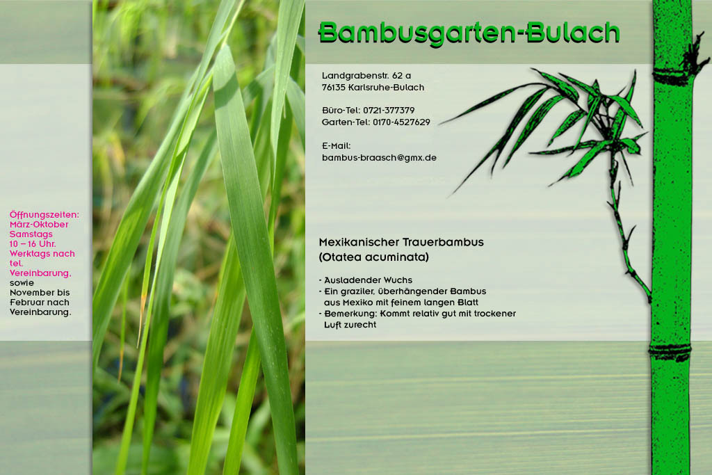 Mexikanischer Trauerbambus Otatea acuminata im Bambusgarten-Bulach in Karlsruhe  ::: Bambus ::: Stefan Braasch, Landgrabenstr. 62, 76135 Karlsruhe Stadteil Bulach ::: Tel. 0170-4527629