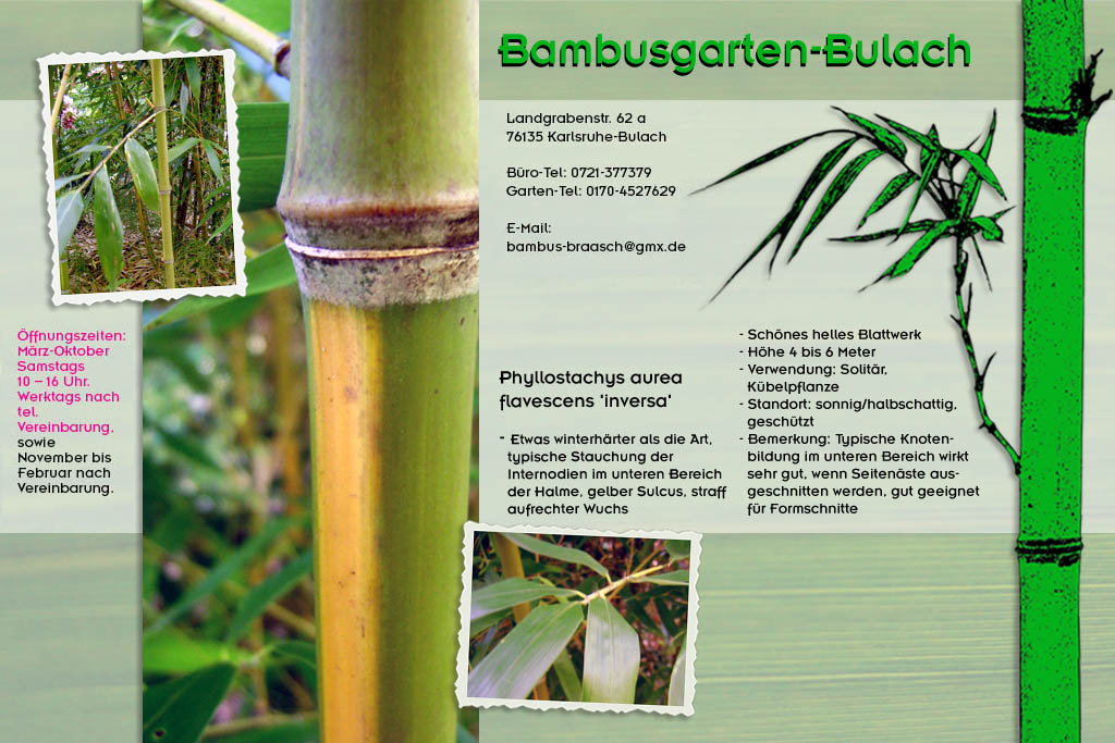 Phyllostachys aurea flavescens inversa im Bambusgarten-Bulach in Karlsruhe ::: Bambus ::: Stefan Braasch, Landgrabenstr. 62, 76135 Karlsruhe Stadteil Bulach ::: Tel. 0170-4527629