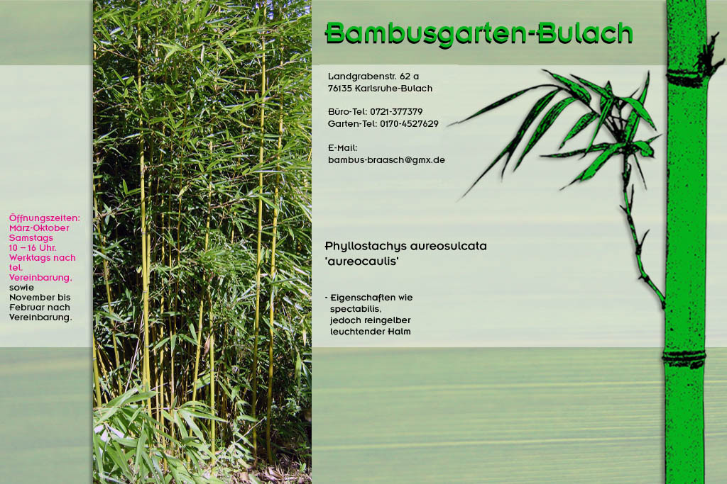 Phyllostachys aureosulcata aureocaulis im Bambusgarten-Bulach in Karlsruhe ::: Bambus ::: Stefan Braasch, Landgrabenstr. 62, 76135 Karlsruhe Stadteil Bulach ::: Tel. 0170-4527629
