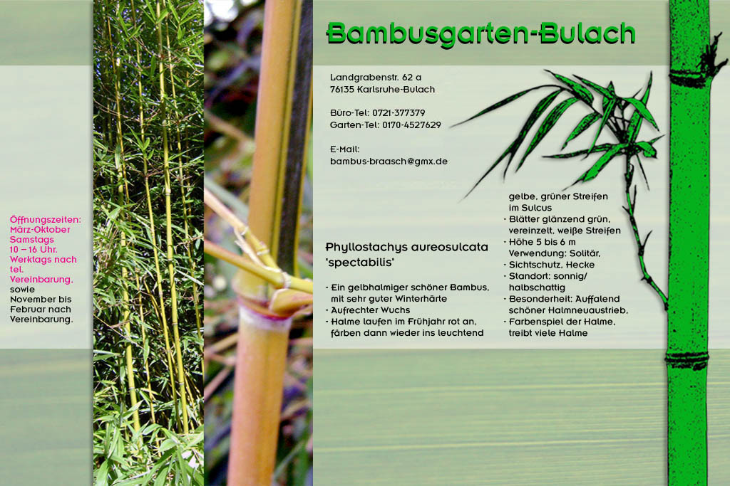 Phyllostachys aureosulcata spectabilis im Bambusgarten-Bulach in Karlsruhe  ::: Bambus ::: Stefan Braasch, Landgrabenstr. 62, 76135 Karlsruhe Stadteil Bulach ::: Tel. 0170-4527629