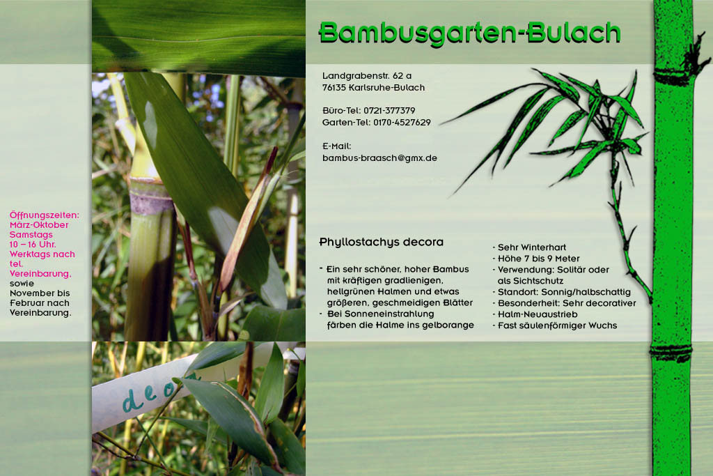 Phyllostachys decora im Bambusgarten-Bulach in Karlsruhe ::: Bambus ::: Stefan Braasch, Landgrabenstr. 62, 76135 Karlsruhe Stadteil Bulach ::: Tel. 0170-4527629