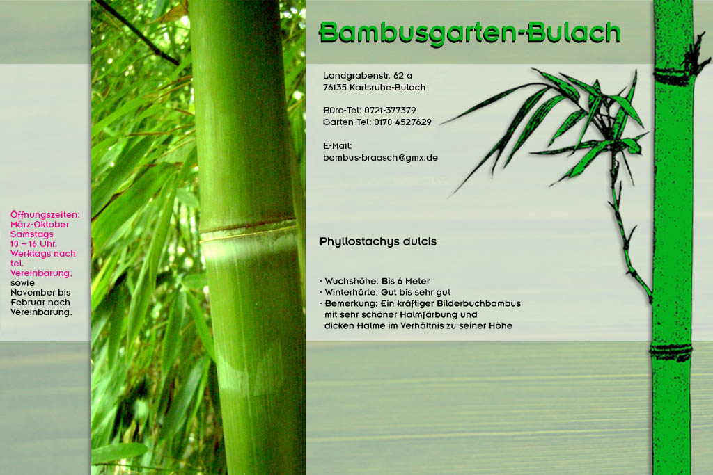 Phyllostachys dulcis im Bambusgarten-Bulach in Karlsruhe ::: Bambus ::: Stefan Braasch, Landgrabenstr. 62, 76135 Karlsruhe Stadteil Bulach ::: Tel. 0170-4527629
