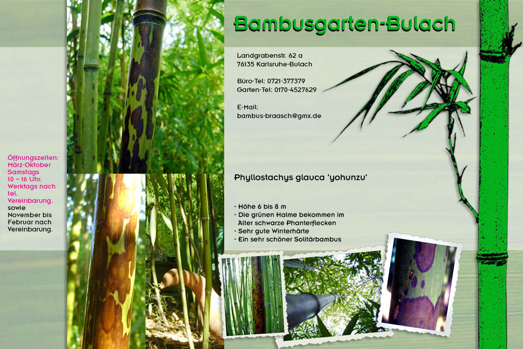 Phyllostachys glauca yohunzu im Bambusgarten-Bulach in Karlsruhe ::: Bambus ::: Stefan Braasch, Landgrabenstr. 62, 76135 Karlsruhe Stadteil Bulach ::: Tel. 0170-4527629