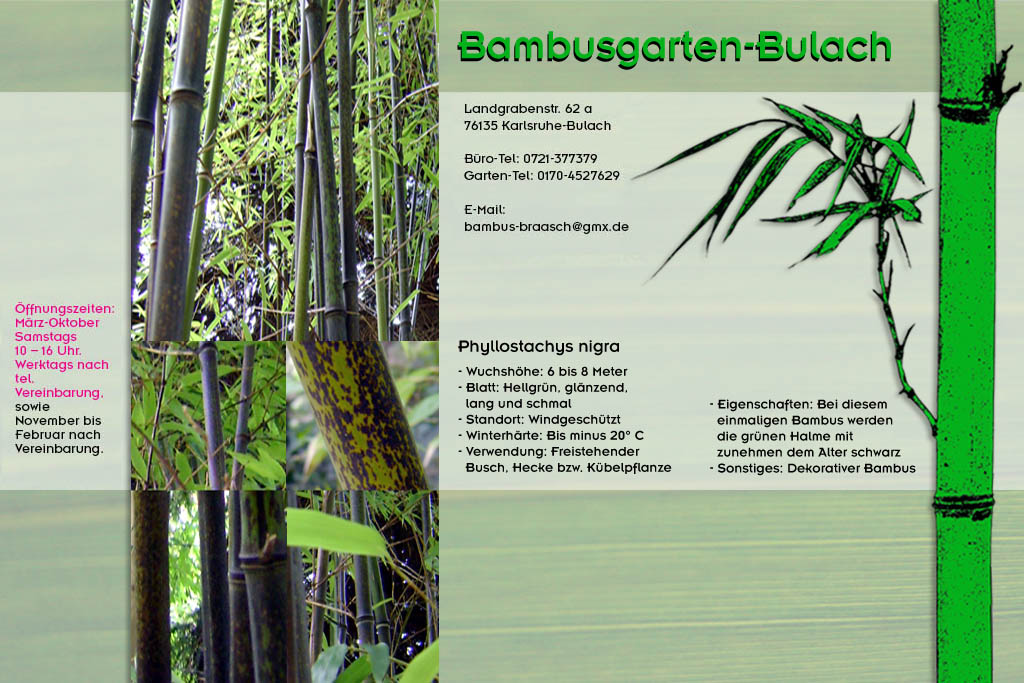 Phyllostachys nigra im Bambusgarten-Bulach in Karlsruhe ::: Bambus ::: Stefan Braasch, Landgrabenstr. 62, 76135 Karlsruhe Stadteil Bulach ::: Tel. 0170-4527629
