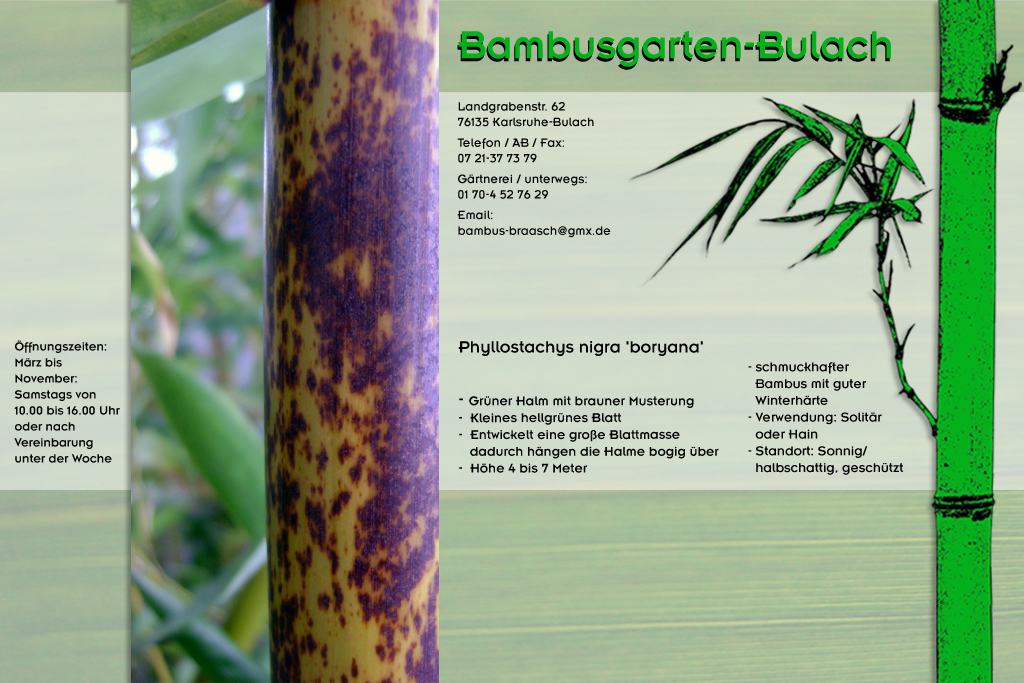 Phyllostachys nigra boryana im Bambusgarten-Bulach in Karlsruhe ::: Bambus ::: Stefan Braasch, Landgrabenstr. 62, 76135 Karlsruhe Stadteil Bulach ::: Tel. 0170-4527629