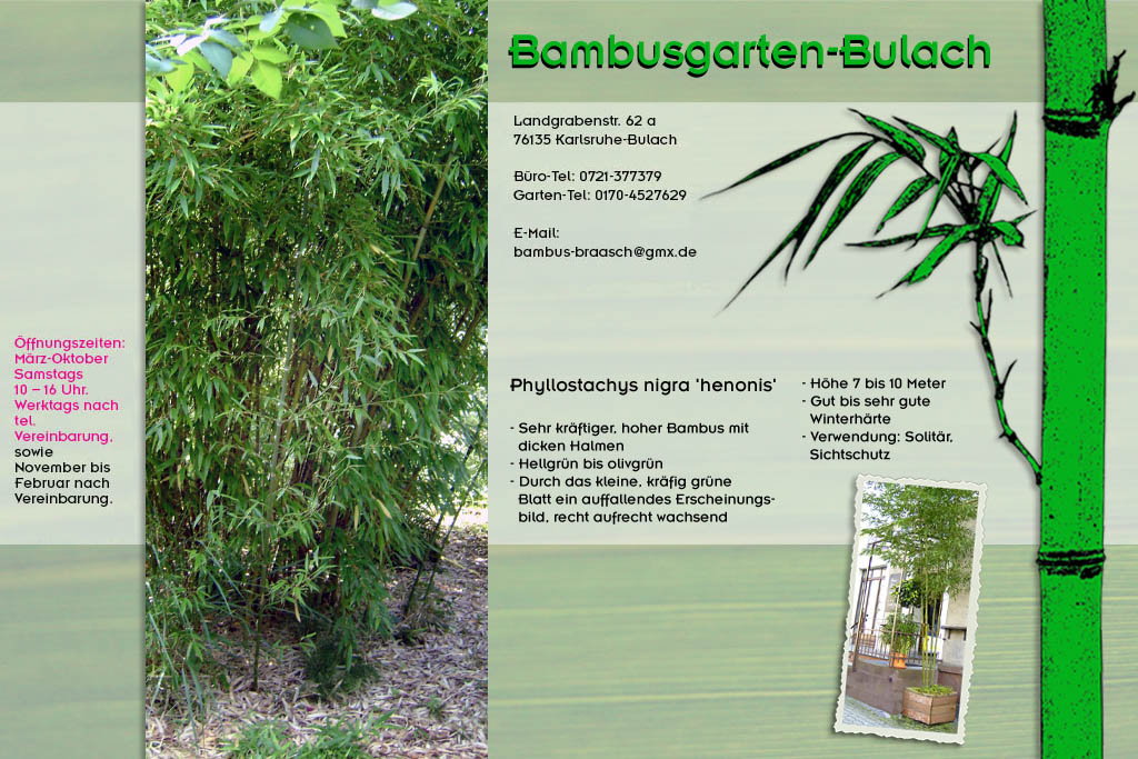 Phyllostachys nigra henonis im Bambusgarten-Bulach in Karlsruhe ::: Bambus ::: Stefan Braasch, Landgrabenstr. 62, 76135 Karlsruhe Stadteil Bulach ::: Tel. 0170-4527629