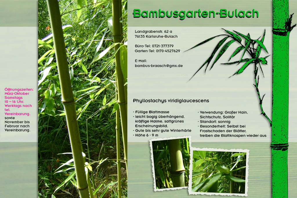 Phyllostachys viridiglaucescens im Bambusgarten-Bulach in Karlsruhe ::: Bambus ::: Stefan Braasch, Landgrabenstr. 62, 76135 Karlsruhe Stadteil Bulach ::: Tel. 0170-4527629