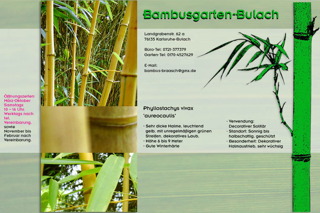 Phyllostachys vivax aureocaulis im Bambusgarten-Bulach in Karlsruhe ::: Bambus ::: Stefan Braasch, Landgrabenstr. 62, 76135 Karlsruhe Stadteil Bulach ::: Tel. 0170-4527629